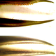 The difference between male (top) and female (bottom) beaks of the sparkling violetear hummingbird.